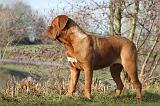 DOGUE DE BORDEAUX 109